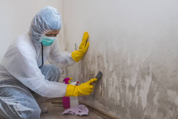 Mold Odor Removal Services in Oolitic, IN